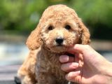 Saglik Ve Irk Garanti̇li̇ Toy Poodle Yavrularimiz