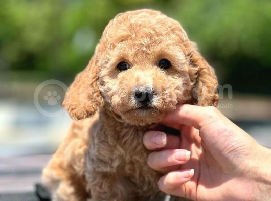 Saglik Ve Irk Garanti̇li̇ Toy Poodle Yavrularimiz görsel