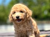 Saglik Ve Irk Garanti̇li̇ Toy Poodle Yavrularimiz