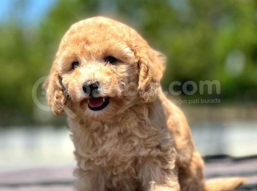 Saglik Ve Irk Garanti̇li̇ Toy Poodle Yavrularimiz görsel