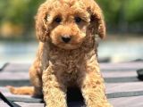 Saglik Ve Irk Garanti̇li̇ Toy Poodle Yavrularimiz