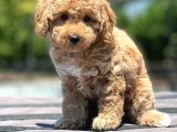 Saglik Ve Irk Garanti̇li̇ Toy Poodle Yavrularimiz