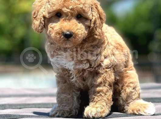 Saglik Ve Irk Garanti̇li̇ Toy Poodle Yavrularimiz