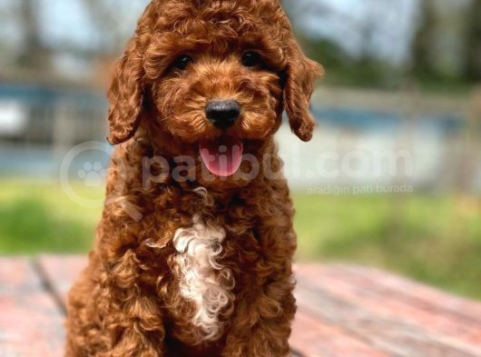 Üst Düzey Kalitedeki Show Class Toy Poodle Bebegimiz