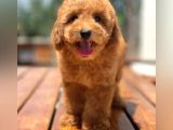 Kore Asilli Show Kalite  Toy Poodle Yavrumuz