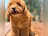 Kore Asilli Show Kalite  Toy Poodle Yavrumuz