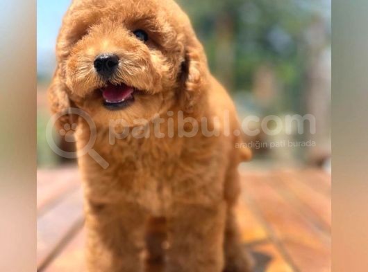 Kore Asilli Show Kalite  Toy Poodle Yavrumuz görsel