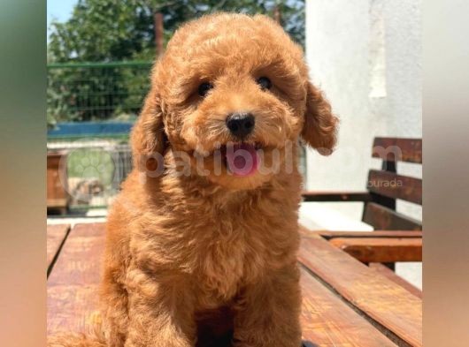 Kore Asilli Show Kalite  Toy Poodle Yavrumuz