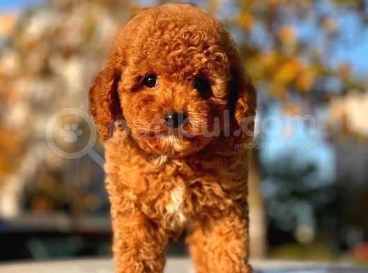 A Kalite Orjinal Red Toy Poodle Yavrularimiz görsel