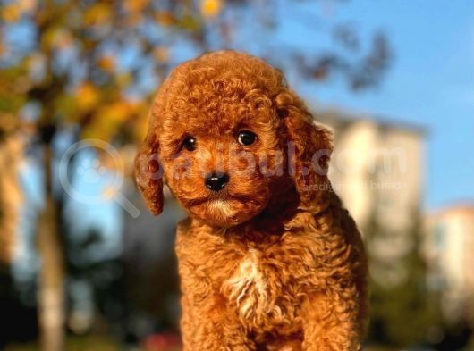 A Kalite Orjinal Red Toy Poodle Yavrularimiz