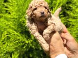 Üst Düzey Kalitedeki Show Class Toy Poodle Bebegimiz