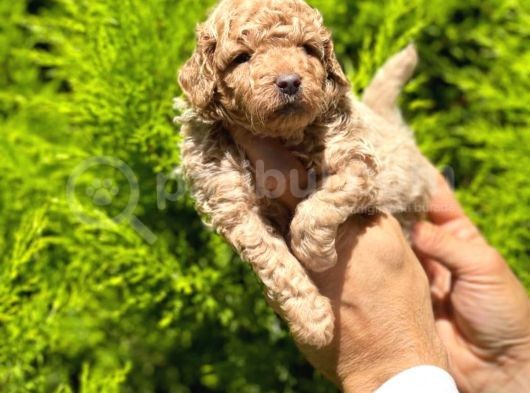 Üst Düzey Kalitedeki Show Class Toy Poodle Bebegimiz görsel