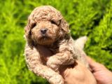 Üst Düzey Kalitedeki Show Class Toy Poodle Bebegimiz