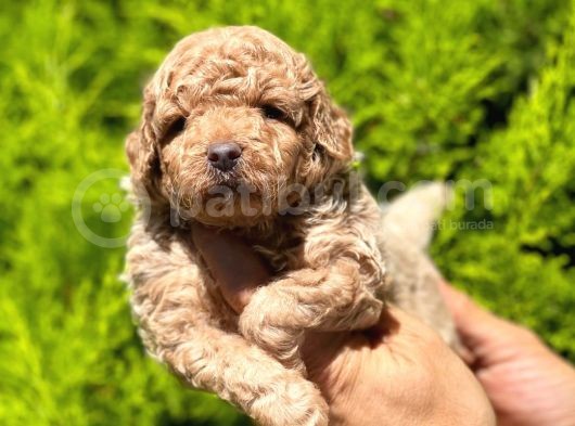 Üst Düzey Kalitedeki Show Class Toy Poodle Bebegimiz görsel