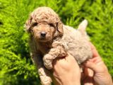 Üst Düzey Kalitedeki Show Class Toy Poodle Bebegimiz