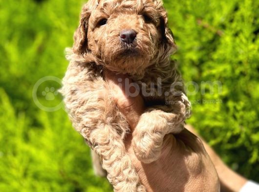 Üst Düzey Kalitedeki Show Class Toy Poodle Bebegimiz görsel