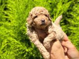 Üst Düzey Kalitedeki Show Class Toy Poodle Bebegimiz