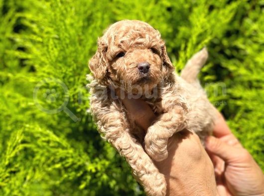 Üst Düzey Kalitedeki Show Class Toy Poodle Bebegimiz