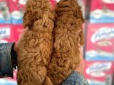 A Kalite Orjinal Red Toy Poodle Yavrularimiz