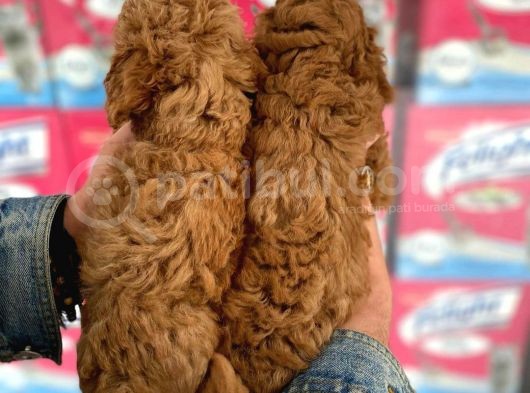 A Kalite Orjinal Red Toy Poodle Yavrularimiz görsel