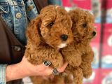 A Kalite Orjinal Red Toy Poodle Yavrularimiz