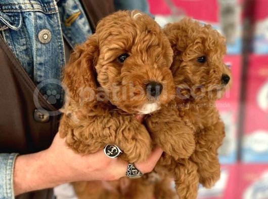 A Kalite Orjinal Red Toy Poodle Yavrularimiz