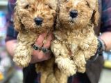 Üst Düzey Kalitedeki Show Class Toy Poodle Bebegimiz