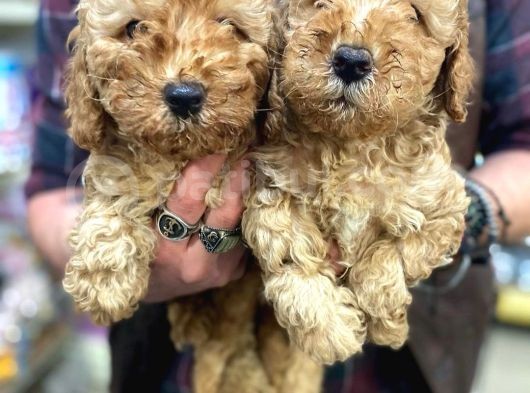 Üst Düzey Kalitedeki Show Class Toy Poodle Bebegimiz görsel