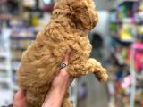 Üst Düzey Kalitedeki Show Class Toy Poodle Bebegimiz