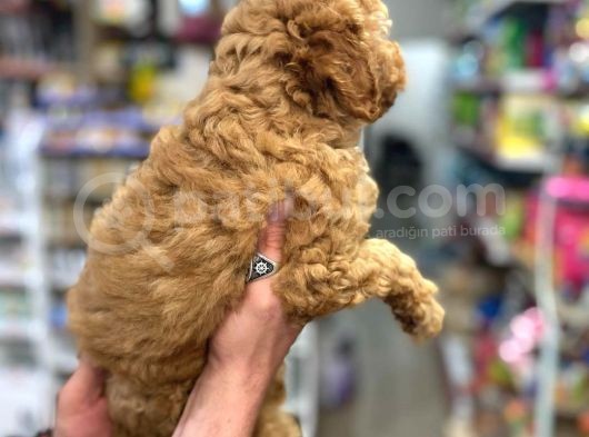 Üst Düzey Kalitedeki Show Class Toy Poodle Bebegimiz görsel