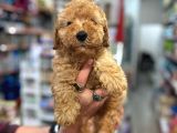 Üst Düzey Kalitedeki Show Class Toy Poodle Bebegimiz