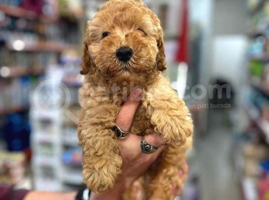 Üst Düzey Kalitedeki Show Class Toy Poodle Bebegimiz görsel