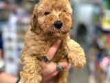 Üst Düzey Kalitedeki Show Class Toy Poodle Bebegimiz