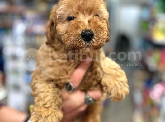 Üst Düzey Kalitedeki Show Class Toy Poodle Bebegimiz