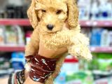 Toy Poodle Bebeklerimiz Saglik Ve Irk Garantili