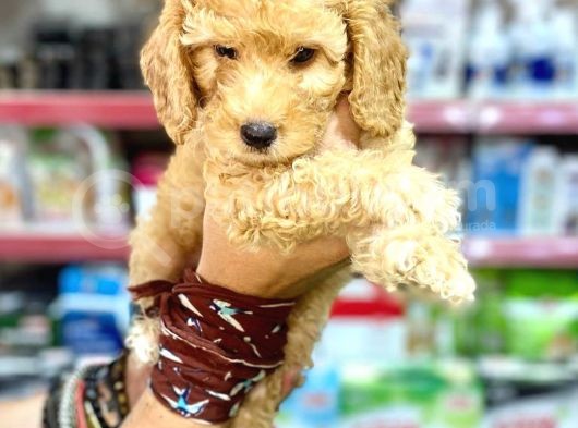 Toy Poodle Bebeklerimiz Saglik Ve Irk Garantili görsel