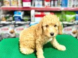 Toy Poodle Bebeklerimiz Saglik Ve Irk Garantili