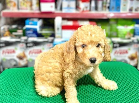 Toy Poodle Bebeklerimiz Saglik Ve Irk Garantili görsel