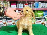 Toy Poodle Bebeklerimiz Saglik Ve Irk Garantili