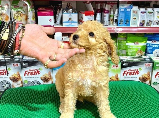 Toy Poodle Bebeklerimiz Saglik Ve Irk Garantili görsel
