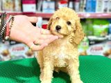 Toy Poodle Bebeklerimiz Saglik Ve Irk Garantili