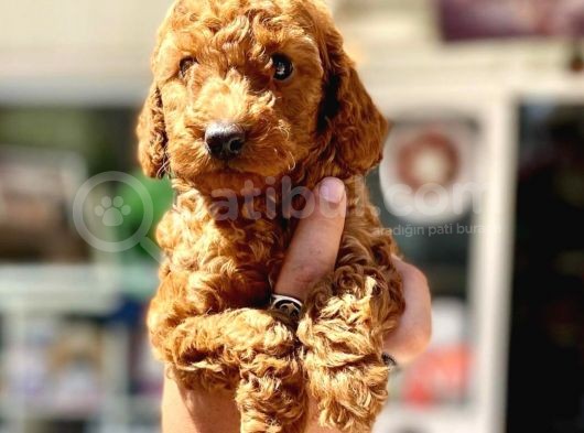 Show Duzey Red Toy Poodle Yavrumuz görsel