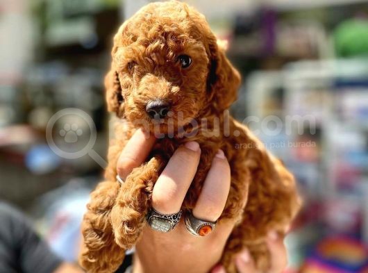 Show Duzey Red Toy Poodle Yavrumuz görsel