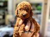 Show Duzey Red Toy Poodle Yavrumuz