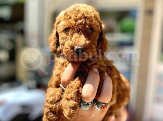 Show Duzey Red Toy Poodle Yavrumuz görsel
