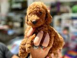 Show Duzey Red Toy Poodle Yavrumuz