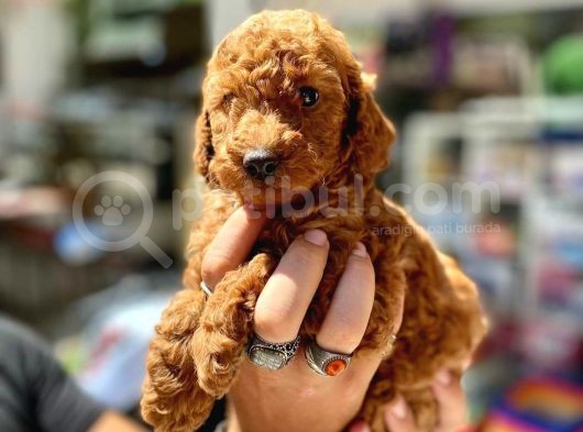 Show Duzey Red Toy Poodle Yavrumuz görsel