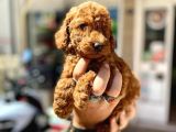 Show Duzey Red Toy Poodle Yavrumuz