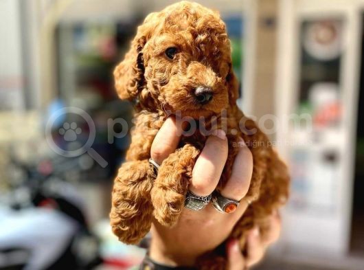 Show Duzey Red Toy Poodle Yavrumuz