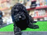 A Kalite Dark Si̇lver Toy Poodle Yavrularimiz